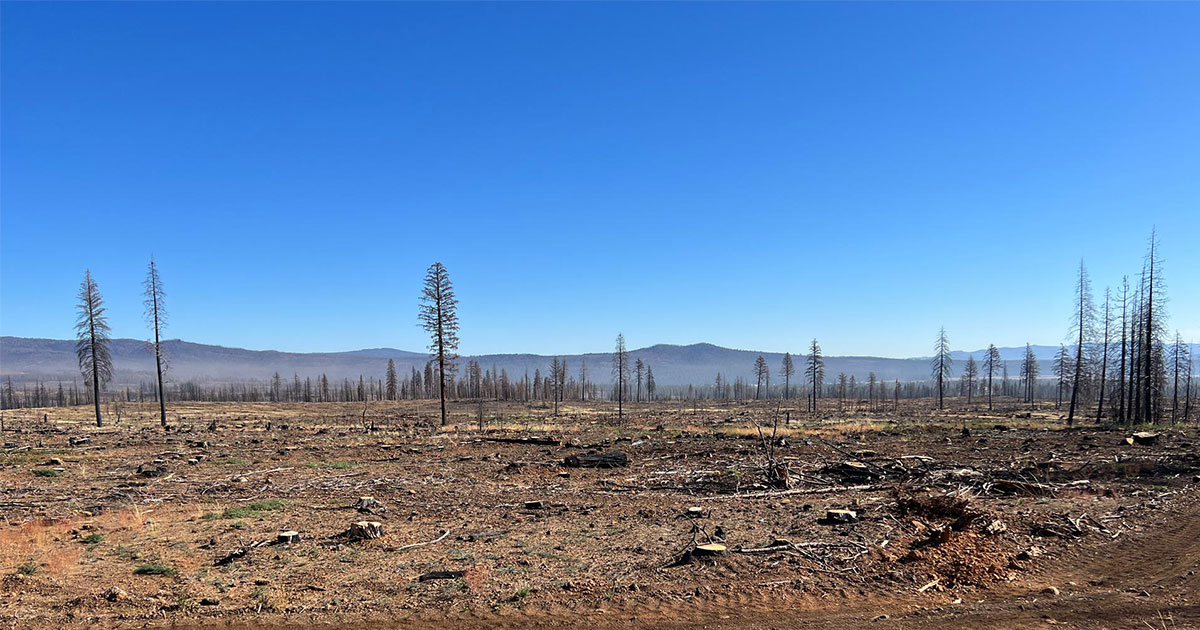 Devastation from the 2021 Dixie FIre. Photo Credit: Aloma Land & Forest LLC